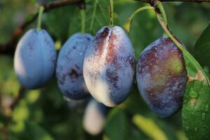 Babie leto v znamení sliviek: Prečo sú tieto plody aj ich kôstky elixírom mlados...