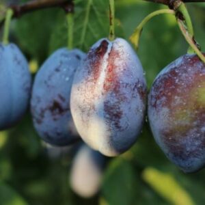 Babie leto v znamení sliviek: Prečo sú tieto plody aj ich kôstky elixírom mlados...