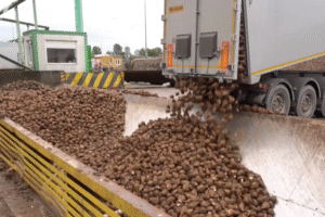 Na Slovensku sa začal zber a spracovanie cukrovej repy.