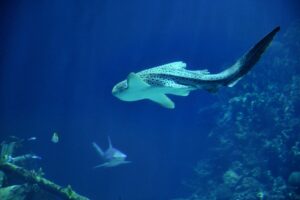 Neuveriteľná scéna pod morskou hladinou.