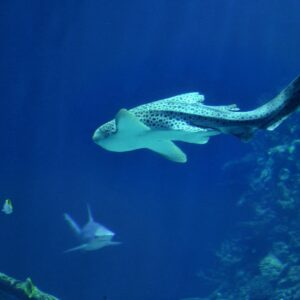 Neuveriteľná scéna pod morskou hladinou.