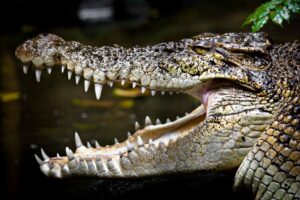 Najväčší krokodíl, ktorý kedy bol chytený, ťahalo na breh 100 mužov. Skončil ako...