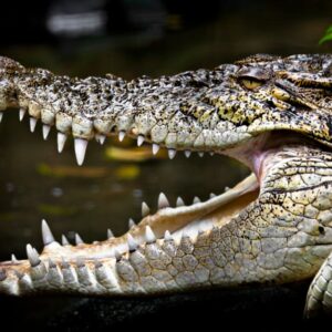 Najväčší krokodíl, ktorý kedy bol chytený, ťahalo na breh 100 mužov. Skončil ako...