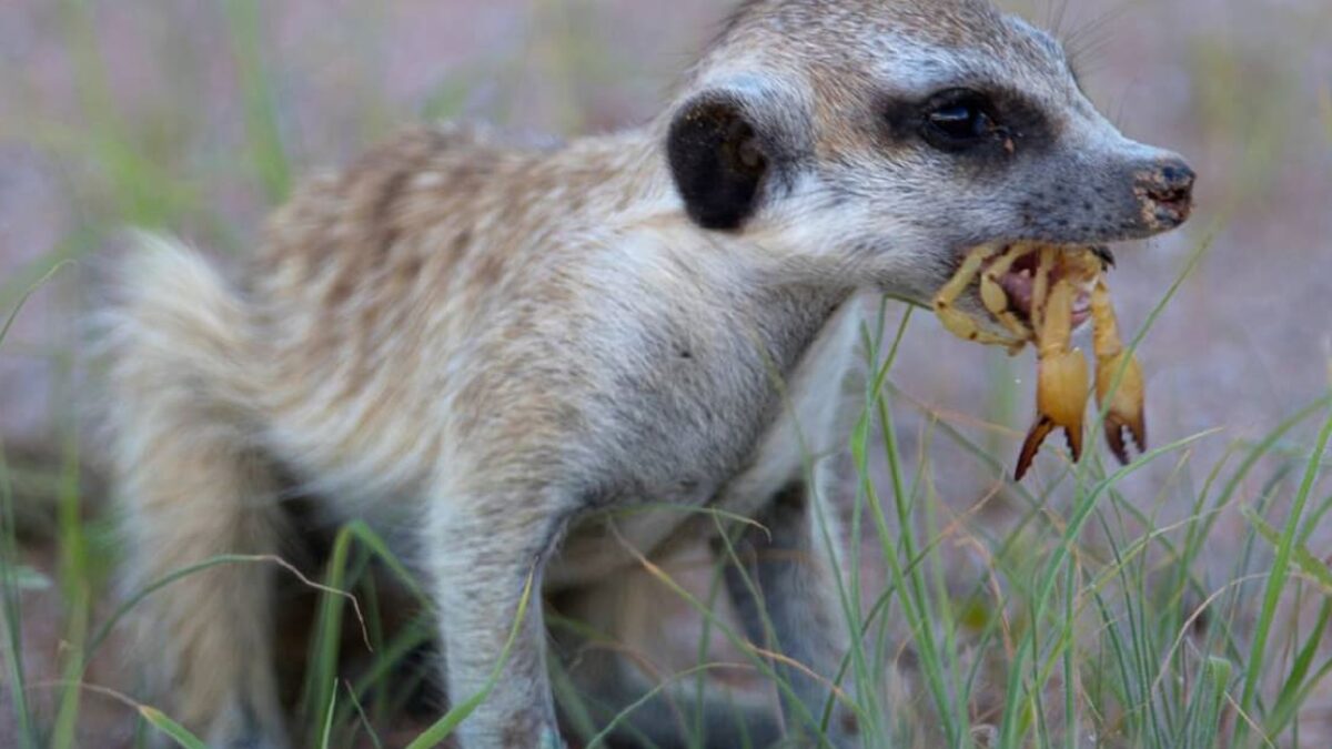 Surikata vs. škorpión: Napínavému súboju predchádza zložitý a unikátny proces