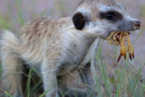 Surikata vs. škorpión: Napínavému súboju predchádza zložitý a unikátny proces