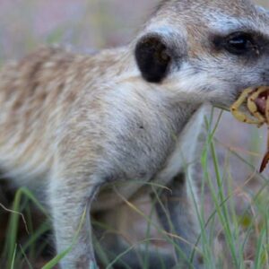 Surikata vs. škorpión: Napínavému súboju predchádza zložitý a unikátny proces