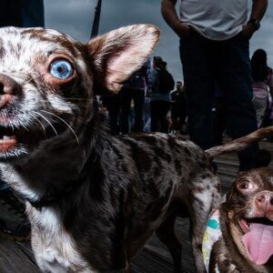 Najlepšie fotografie sveta. Od modliacej sa mníšky po šimpanza, ktorý pozná tajo...