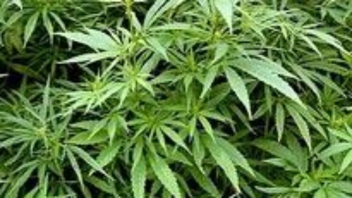 Konope: Tradičná liečivá bylina Konope: Tradičná liečivá bylina