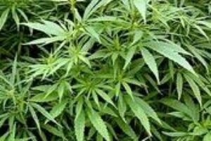 Konope: Tradičná liečivá bylina