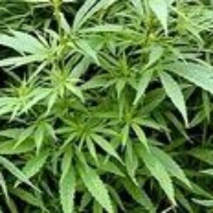 Konope: Tradičná liečivá bylina