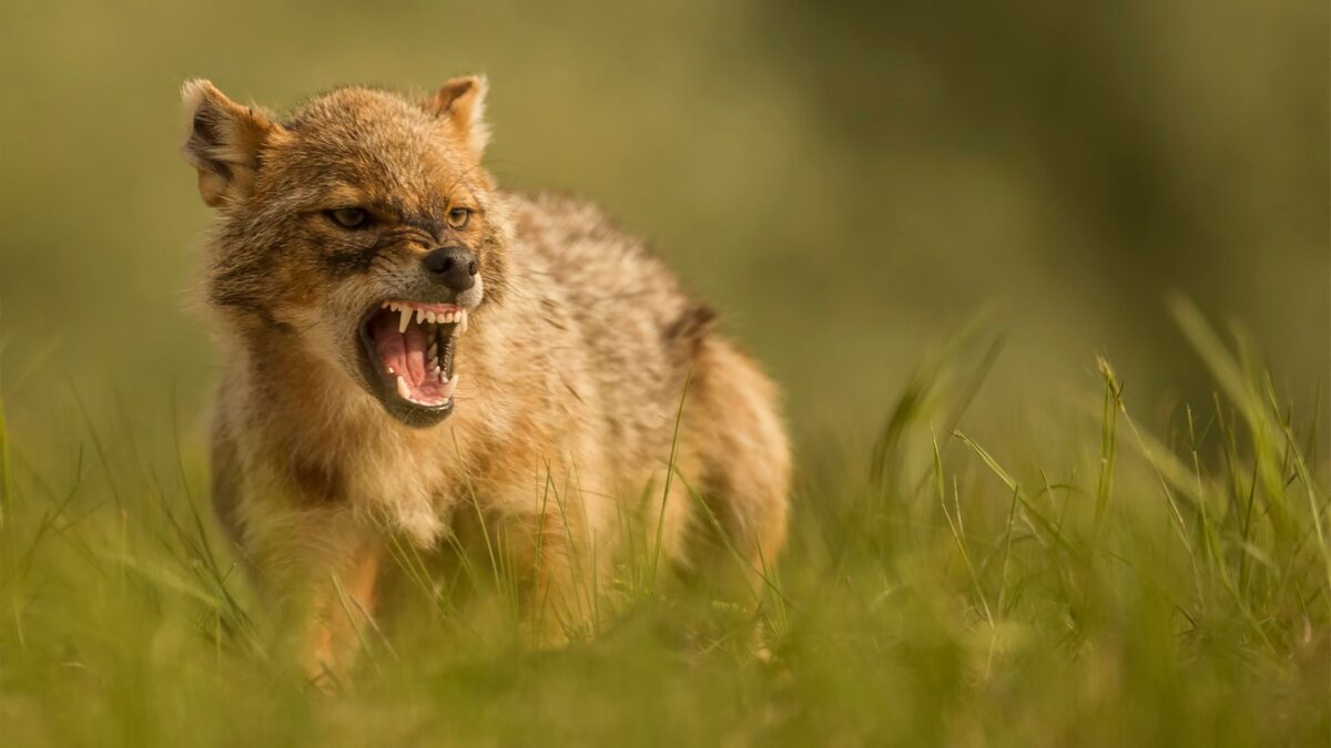 V Česku sa objavila nová psovitá šelma. Predátora z Balkánu zachytila fotopasca na juhu Moravy