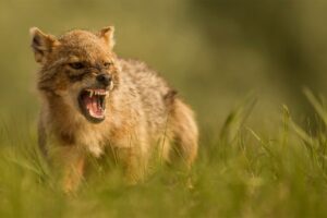V Česku sa objavila nová psovitá šelma. Predátora z Balkánu zachytila fotopasca ...