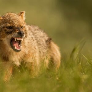 V Česku sa objavila nová psovitá šelma. Predátora z Balkánu zachytila fotopasca ...