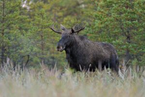 Koniec losieho putovania? Emila zastavila šípka z uspávacej pištole, je späť na ...