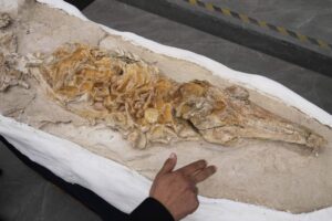 V Peru našli dvanásť miliónov rokov starú fosíliu morského cicavca.