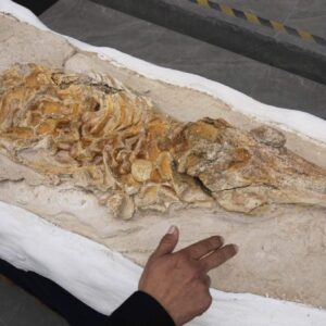 V Peru našli dvanásť miliónov rokov starú fosíliu morského cicavca.