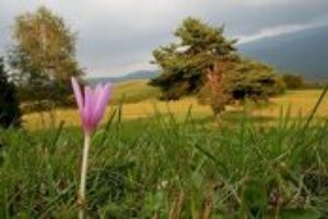 Premenlivé počasie pokúša imunitu tela