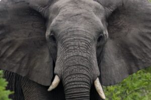 Najväčší cicavec, ktorý kedy chodil po Zemi, bol veľký ako Najväčší cicavec, ktorý kedy chodil po Zemi, bol veľký ako šesť slonov
