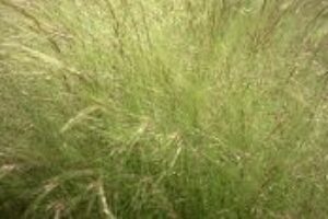 Na jarné alergie pomôžu niektoré bylinky