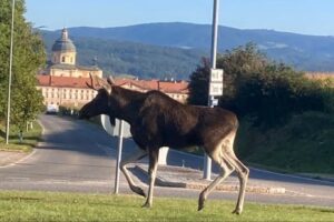 Emil na koľajniciach. Los z Česka spôsobil kolaps na trati do Viedne a má vlastn...