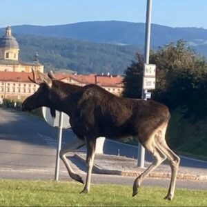 Emil na koľajniciach. Los z Česka spôsobil kolaps na trati do Viedne a má vlastn...