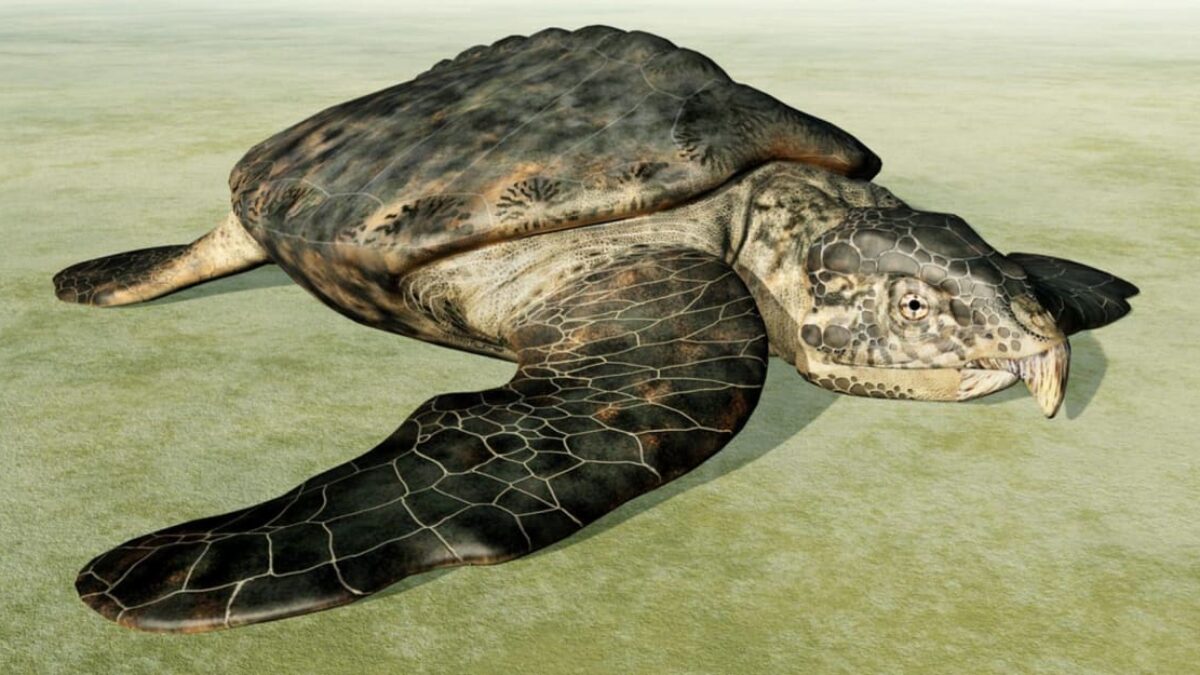 Prehistorická korytnačka vážila ako dva nosorožce, korisť lovila ostrým zobákom