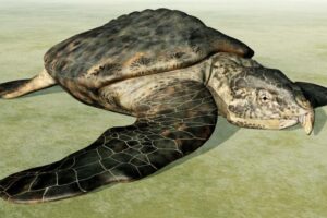 Prehistorická korytnačka vážila ako dva nosorožce, korisť lovila ostrým zobákom