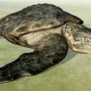 Prehistorická korytnačka vážila ako dva nosorožce, korisť lovila ostrým zobákom