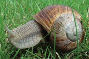 Slimáčí kráľ v ťažkostiach. Vzácneho Neda hľadá partnerku celý Nový Zéland