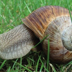 Slimáčí kráľ v ťažkostiach. Vzácneho Neda hľadá partnerku celý Nový Zéland