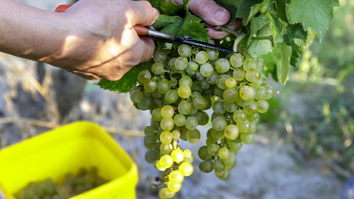Úroda hrozna je tento rok dobrá, zhodnotili vinári.