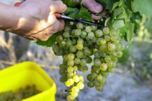 Úroda hrozna je tento rok dobrá, zhodnotili vinári.