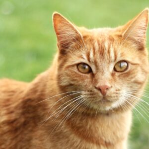 Z gauča na barovú stoličku. Kocúr putoval 50 kilometrov a stal sa hviezdou