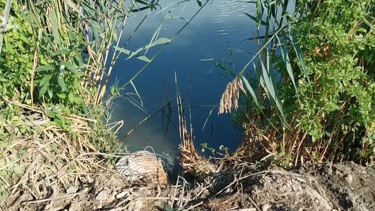 ilu-1.jpg Vo Veľkom Šariši hynuli ryby pre nedostatok kyslíka v rybníkoch.