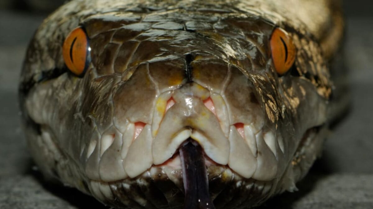 Najväčší had žijúci v zajatí váži 150 kilogramov. Pozrite sa, ako jeho gigantické telo drží 15 ľudí.