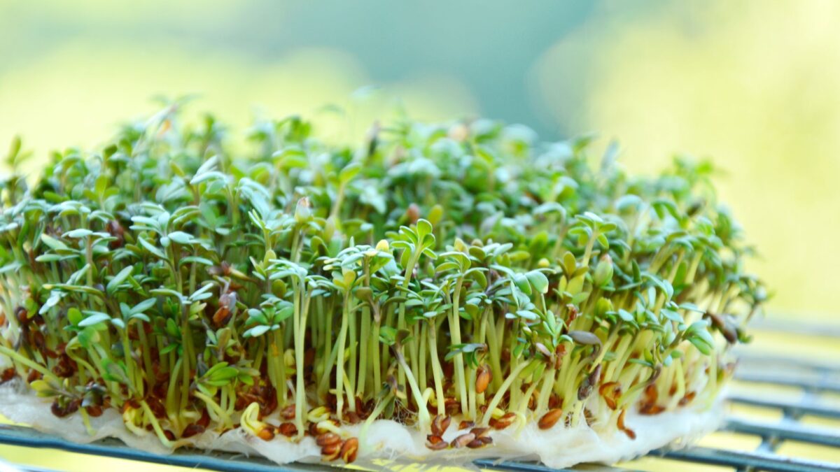 Žiadna exotika ani burina. Česi neprávom prehliadajú poklad medzi bylinami Žiadna exotika ani burina. Česi neprávom prehliadajú poklad medzi bylinami