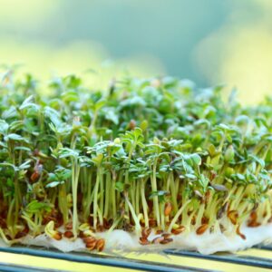 Žiadna exotika ani burina. Česi neprávom prehliadajú poklad medzi bylinami