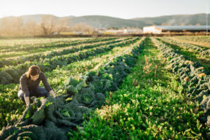 Parlament prijal svoje stanovisko k budúcej politike EÚ v oblasti poľnohospodárs...