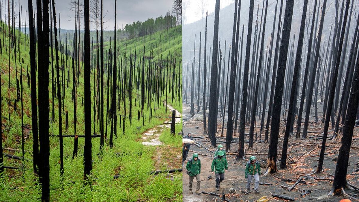 Najväčší požiar v histórii NP České Švajčiarsko. Boj so živlom, ktorý premenil krajinu