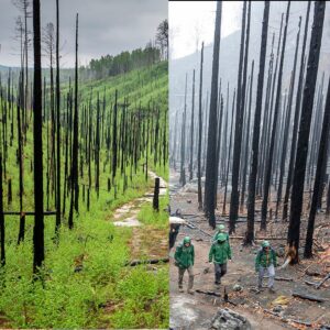 Najväčší požiar v histórii NP České Švajčiarsko. Boj so živlom, ktorý premenil k...