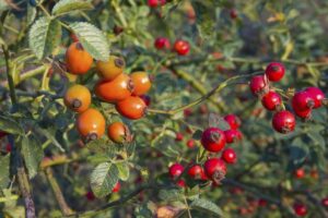 Šípky: Ako ich zbierať a používať, na čo pomáhajú