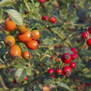 Šípky: Ako ich zbierať a používať, na čo pomáhajú
