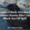 90440__e20626fceb033618dfa567b51bbd5a49.jpg Množstvo vtákov postihnutých v južnom Rusku po poslednej ropnej škvrne v Čiernom...