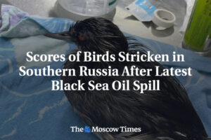 90440__e20626fceb033618dfa567b51bbd5a49.jpg Množstvo vtákov postihnutých v južnom Rusku po poslednej ropnej škvrne v Čiernom...