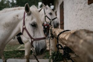 OBRAZOM: Kotek na bielom koni uviedol nových Zradcov