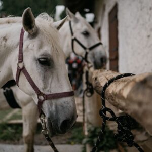 OBRAZOM: Kotek na bielom koni uviedol nových Zradcov