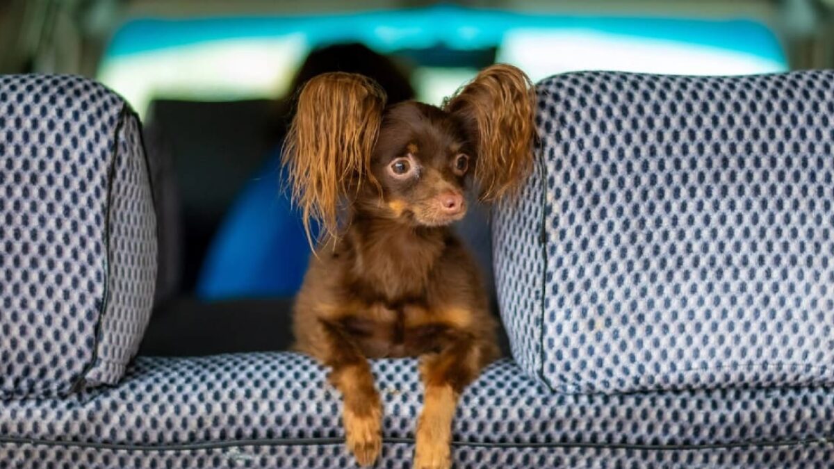 Pes zavretý v aute je vždy v ohrození života. Odborníčka popísala, ako spoznáte blížiaci sa koniec