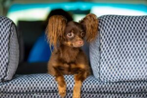 Pes zavretý v aute je vždy v ohrození života. Odborníčka popísala, ako spoznáte ...