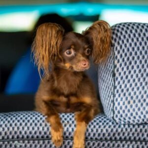 Pes zavretý v aute je vždy v ohrození života. Odborníčka popísala, ako spoznáte ...