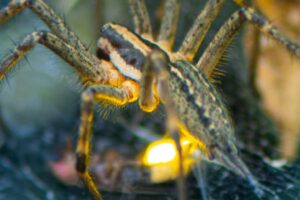 Pavúky sú oveľa múdrejší, než si myslíte. Pozrite sa, ako brilantne využívajú ul...